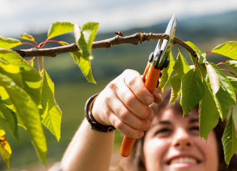 Poda profesional de árboles con tijeras de podar - DIMAJARDIN